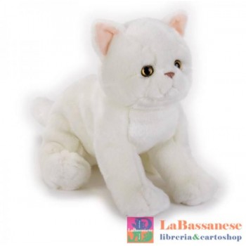 EXOTIC SHORTHAIR KITTEN...