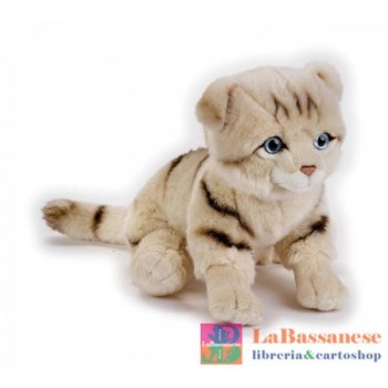 SCOTTISH FOLD CAT (NGS) -...