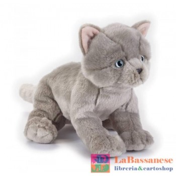 BRITISH SHORTHAIR KITTEN...