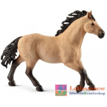STALLONE QUARTER HORSE...